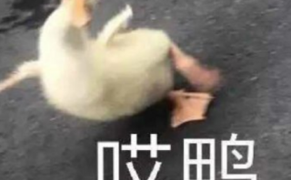 自拍跳舞沙雕文案，自拍跳舞沙雕文案短句