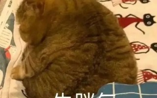 阳光沙雕文案，阳光沙雕文案短句